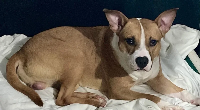 Ozzy Pawsborn thumbnail 3