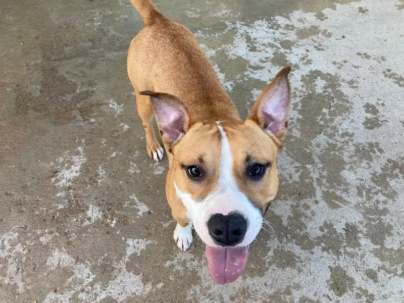 Ozzy Pawsborn thumbnail 4