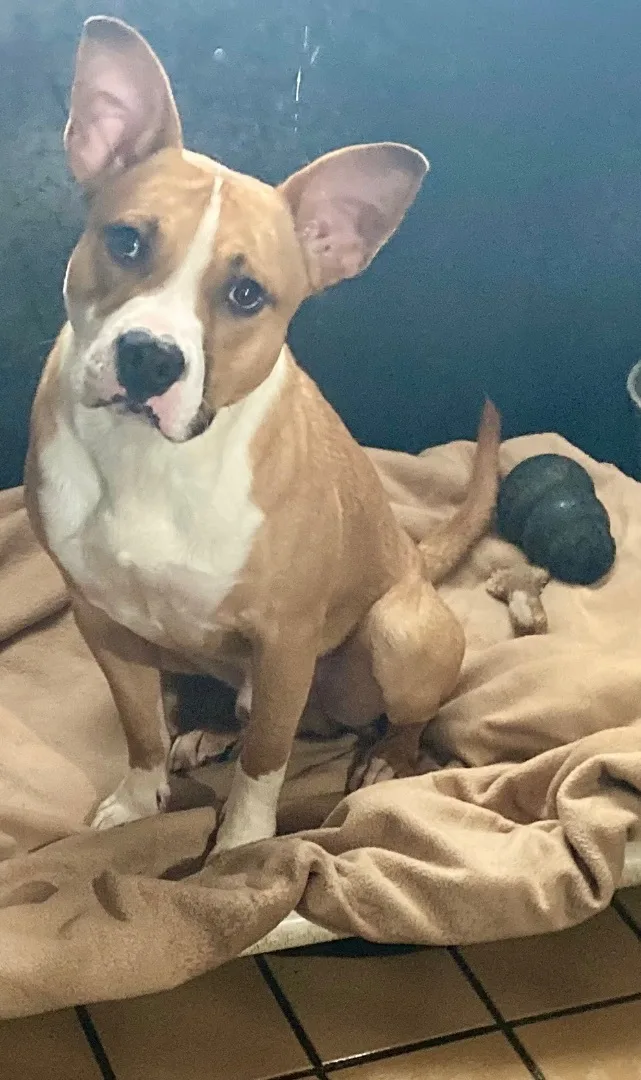 Ozzy Pawsborn thumbnail 5