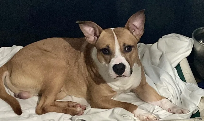 Ozzy Pawsborn thumbnail 6