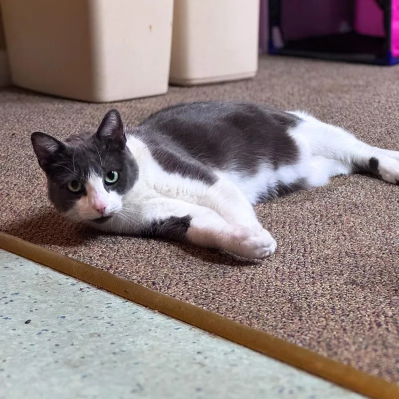 A senior large-sized female Gray / Blue / Silver Domestic Short Hair cat named Cici for adoption in Charlottesville, VA