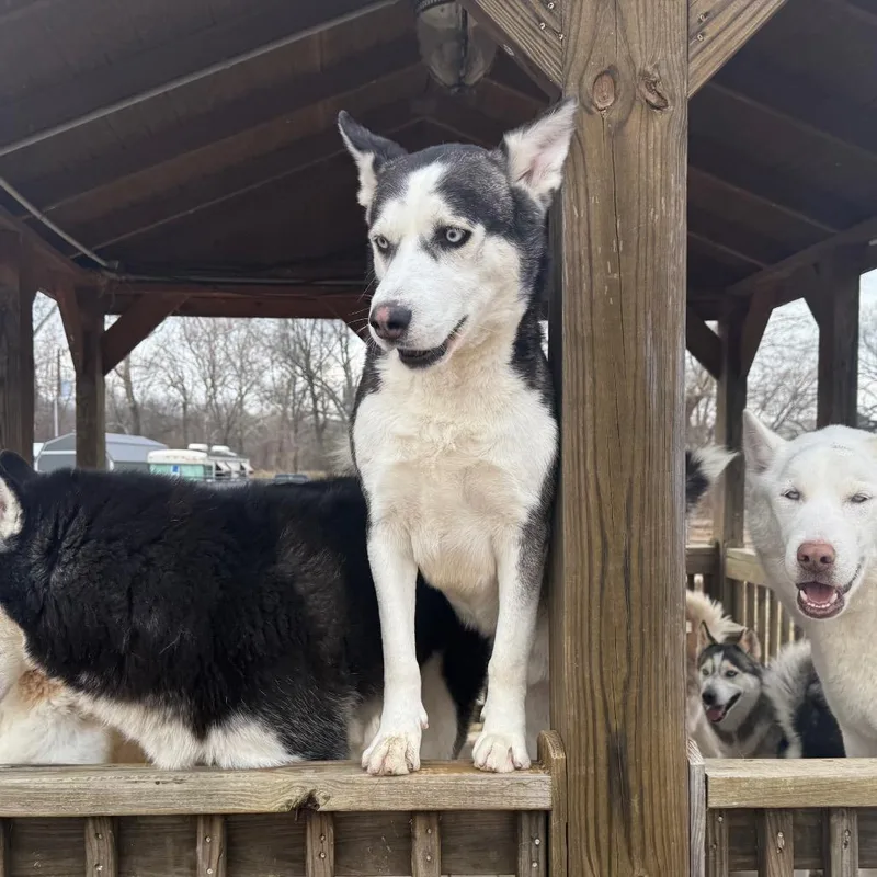 An adult medium-sized male Black Husky dog named Azul for adoption in Eufaula, OK