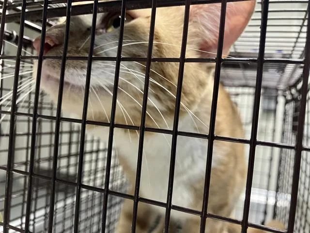 An adult medium-sized male Domestic Short Hair cat named Briggs for adoption in Long Beach, CA