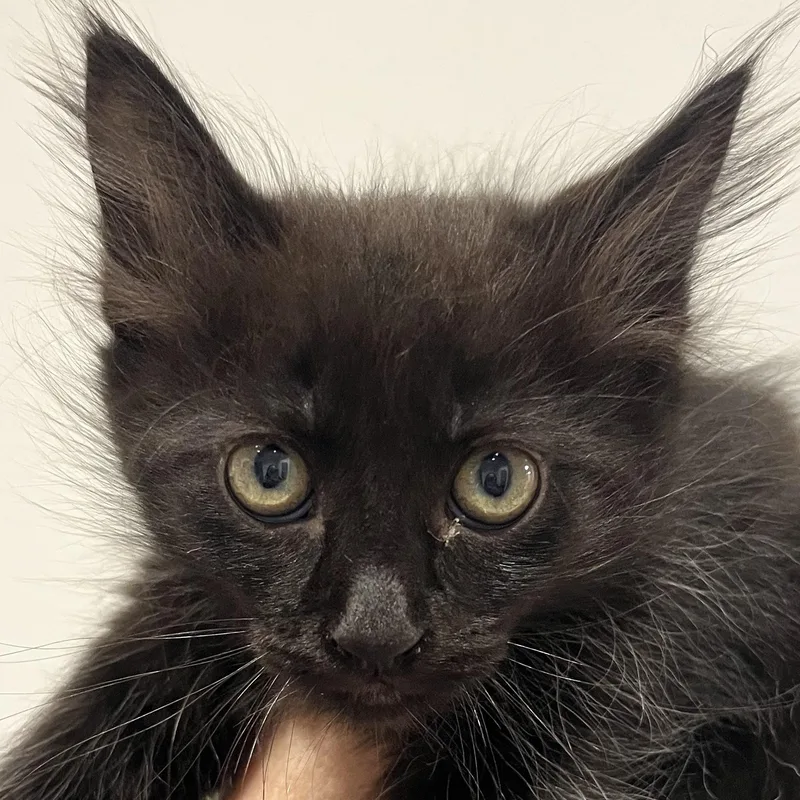 A baby large-sized male Black Domestic Long Hair cat named Woodstock for adoption in Santa Ana, CA