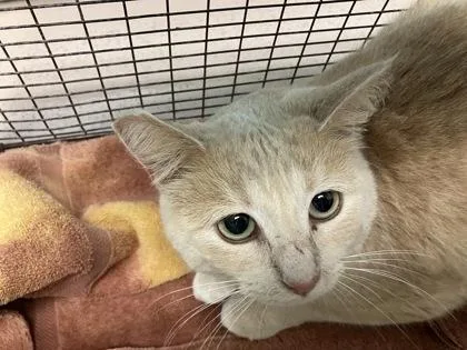 An adult small-sized female Domestic Short Hair cat named Marigold for adoption in Woodbury, MN