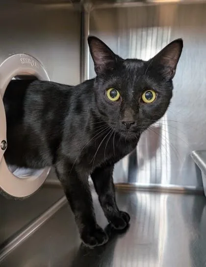 An adult small-sized male Domestic Short Hair cat named Leonardo for adoption in Missoula, MT