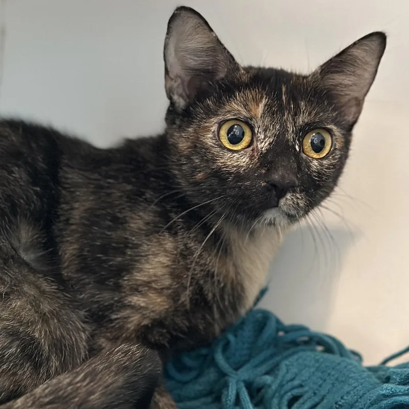 An adult medium-sized female Tortoiseshell Domestic Short Hair cat named Cornucopia for adoption in Matteson, IL