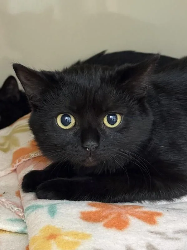 A young medium-sized female Black Domestic Short Hair cat named Barrel for adoption in Arlington, WA