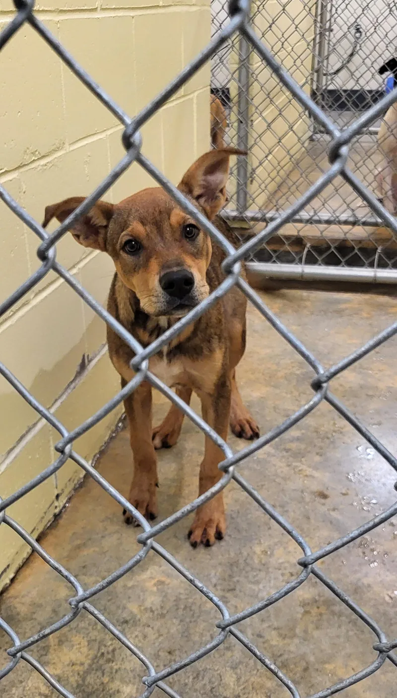 A young medium-sized male Sable Mixed Breed dog named Jackson for adoption in Marion, MS