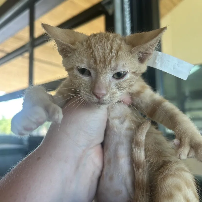 A baby small-sized female Orange / Red Domestic Short Hair cat named French Fry for adoption in Leander, TX