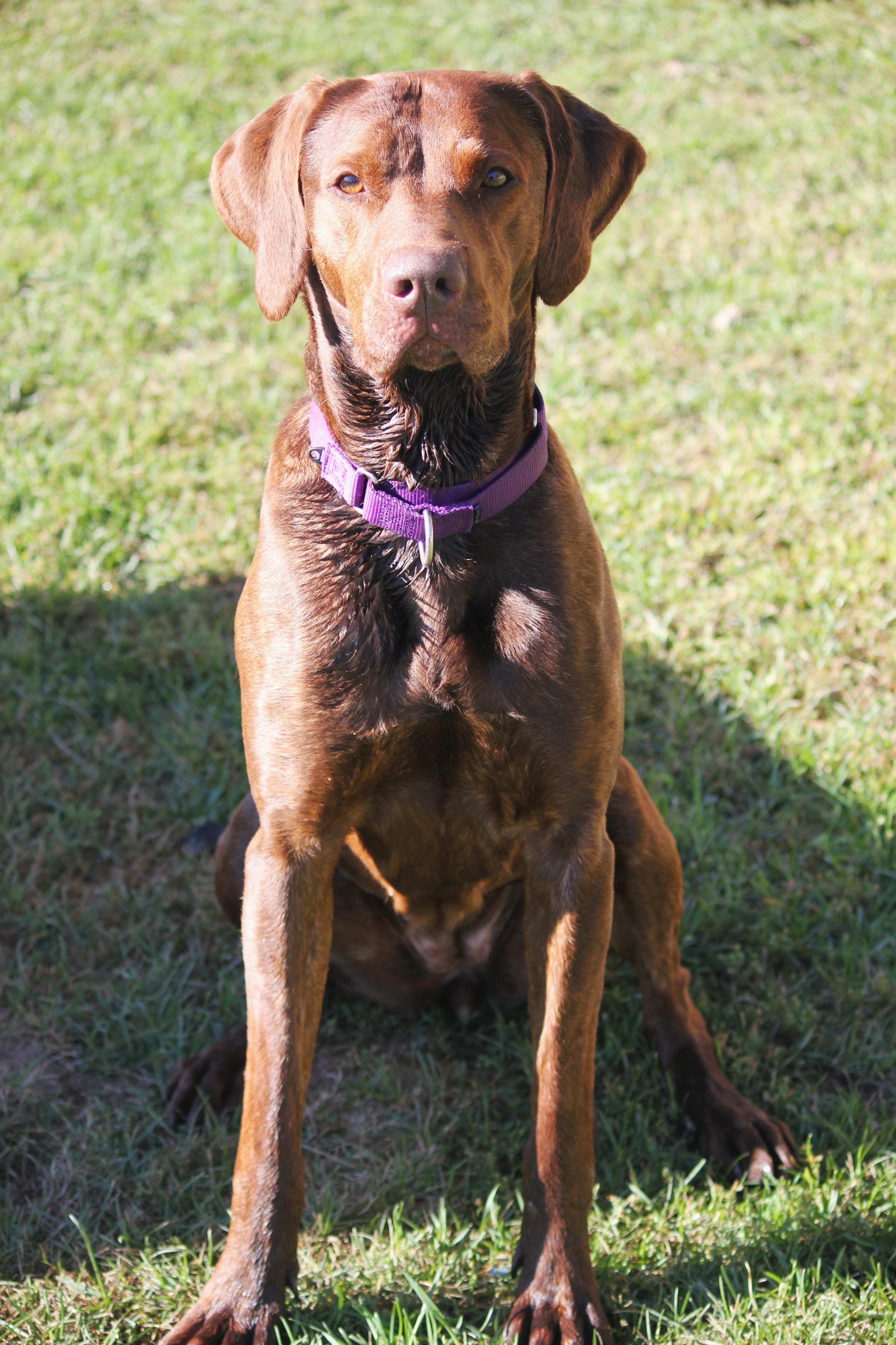 An adult large-sized female Catahoula Leopard Dog dog named Luna for adoption in Hayward, WI