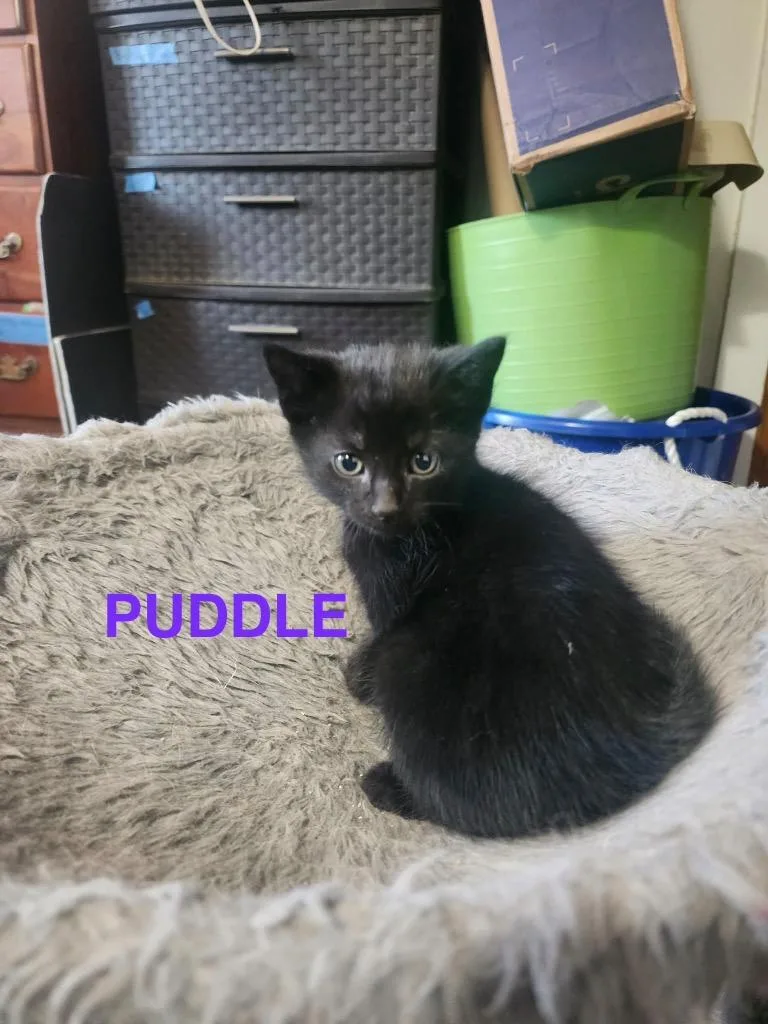 A baby small-sized male Domestic Short Hair cat named Puddle for adoption in Glenfield, NY