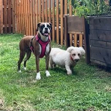 A senior small-sized male White / Cream Bichon Frise dog named Bear for adoption in Phoenixville, PA