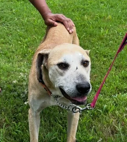 A senior medium-sized female White / Cream Labrador Retriever dog named Paramore for adoption in Washington, DC