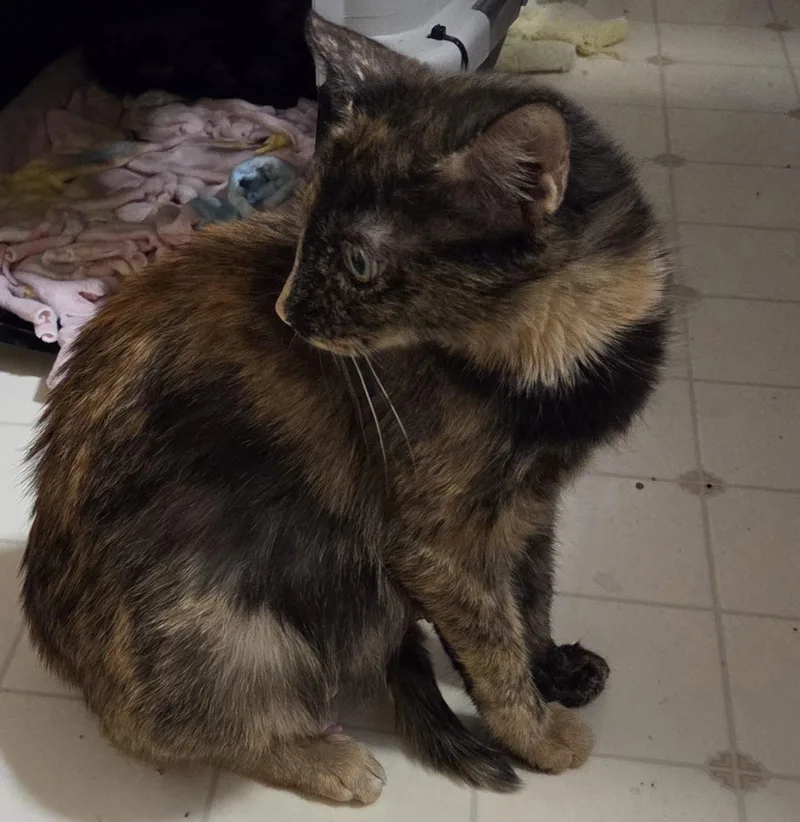 Tortilla