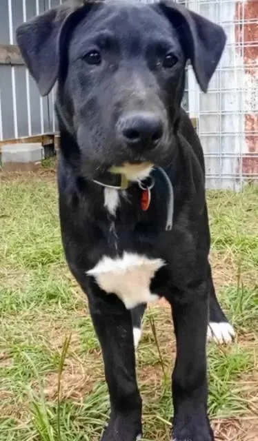 A young medium-sized male Black Labrador Retriever dog named Aboots for adoption in Frankston, TX