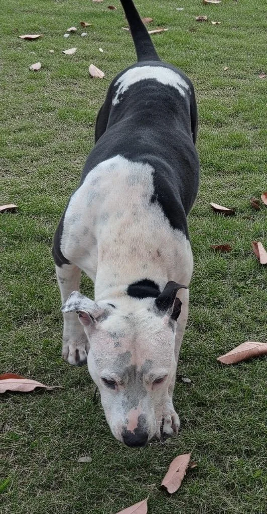 BelleVery Good Girl!