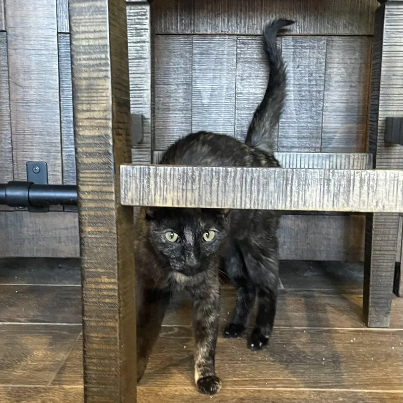 A young medium-sized female Tortoiseshell Domestic Short Hair cat named Valentine for adoption in Queen Creek, AZ