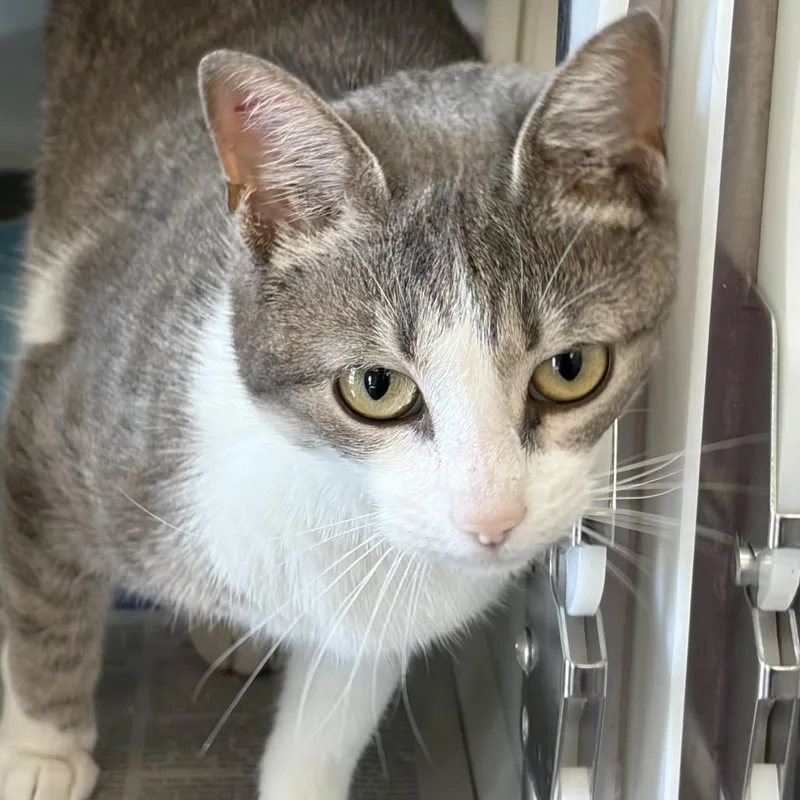 An adult large-sized female Gray / Blue / Silver Domestic Short Hair cat named Gravy for adoption in Leander, TX