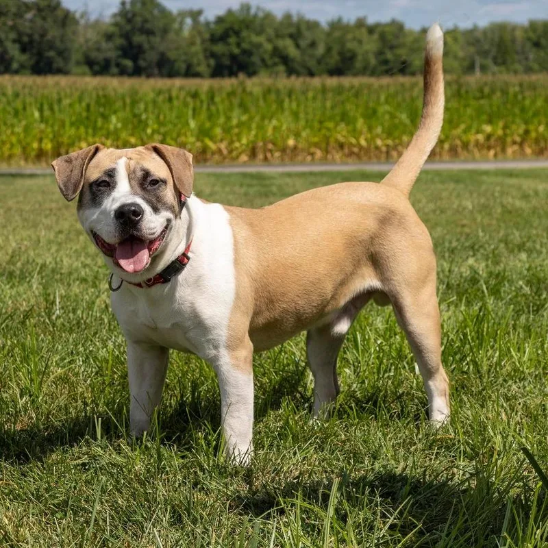 An adult large-sized male Yellow / Tan / Blond / Fawn Mixed Breed dog named Goose Fka Zeus for adoption in Troy, IL