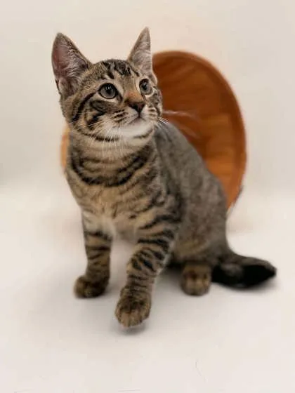 A young medium-sized male Domestic Short Hair cat named Fruity for adoption in Bowling Green, KY