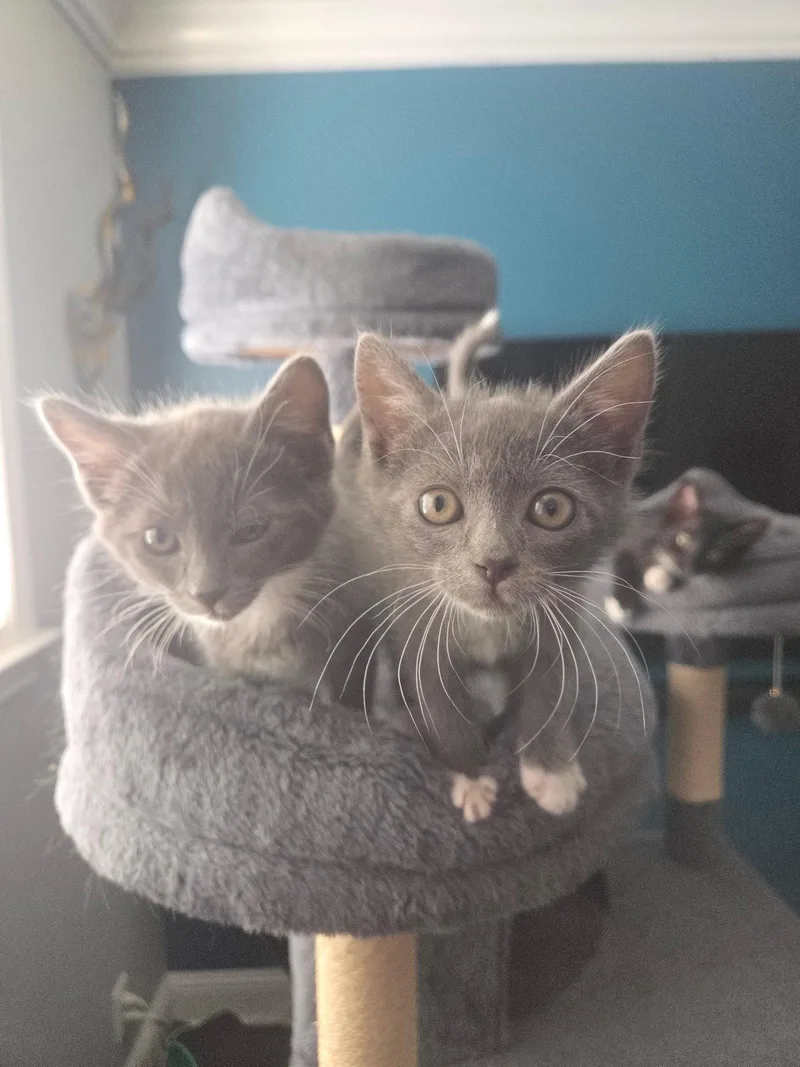 A baby small-sized female Gray & White Domestic Short Hair cat named Stash for adoption in Walnut Creek, CA
