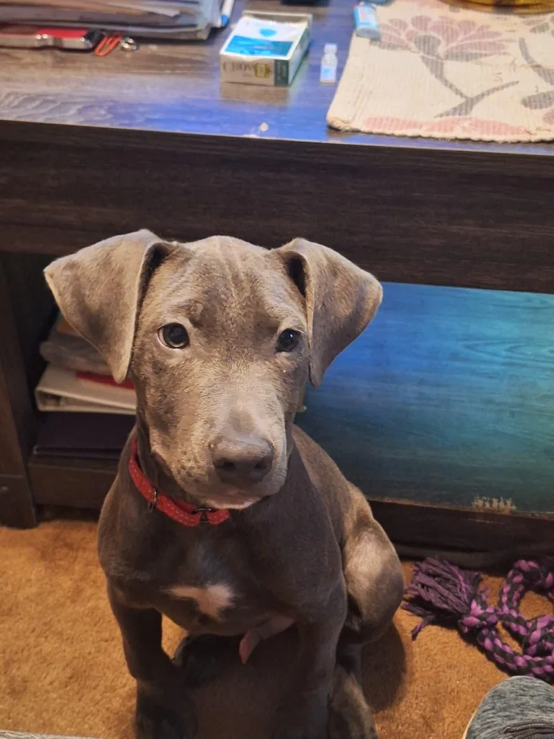 A baby medium-sized male Labrador Retriever dog named Tyrion for adoption in Houston, TX