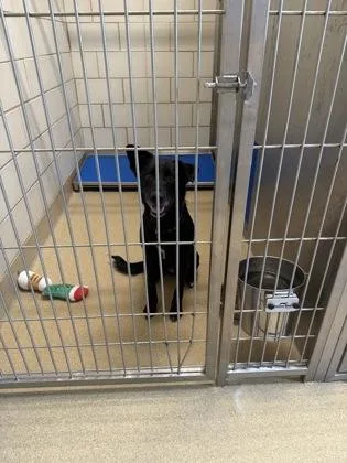 An adult medium-sized male Shepherd dog named Lupe for adoption in North Richland Hills, TX