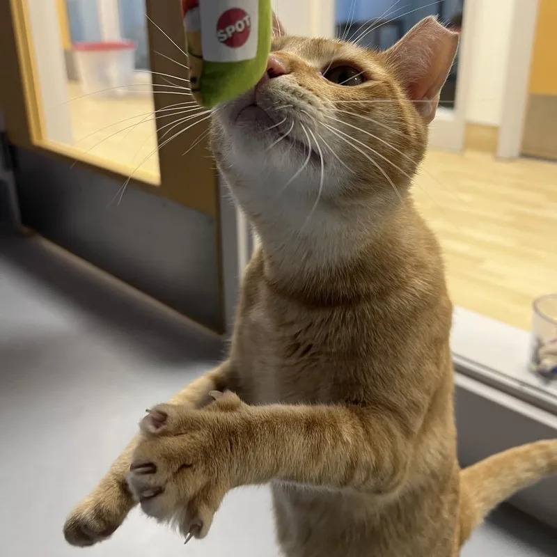 An adult large-sized male Orange / Red Domestic Short Hair cat named Bruno for adoption in Boston, MA