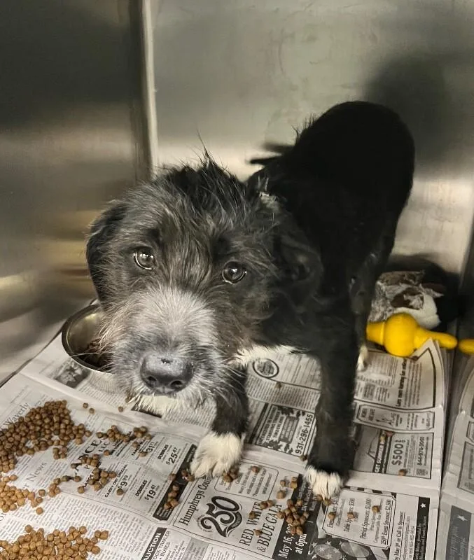 A young medium-sized female Black Mixed Breed dog named Anchor for adoption in Jackson, TN