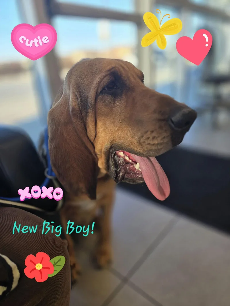 A young large-sized male Bloodhound dog named Bj for adoption in San Antonio, TX