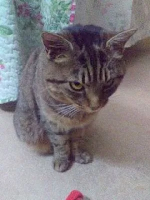 Sybil  Sponsored! thumbnail 2