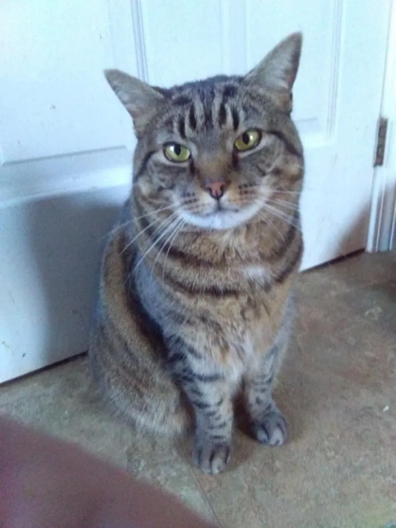 Sybil  Sponsored! thumbnail 3