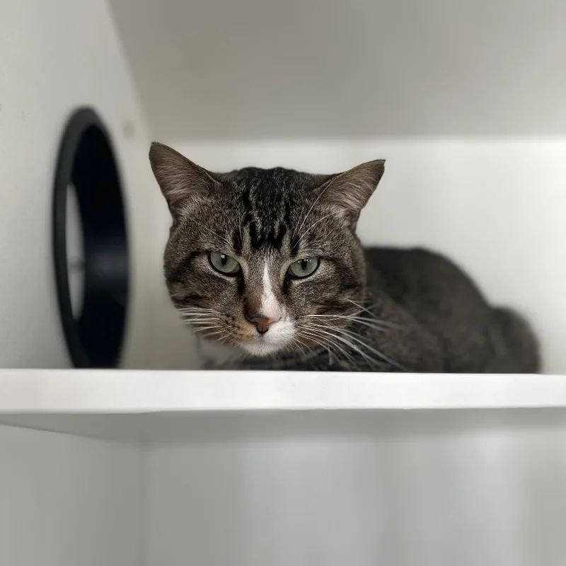 An adult large-sized male Brown / Chocolate Domestic Short Hair cat named Sebastian for adoption in Troy, IL