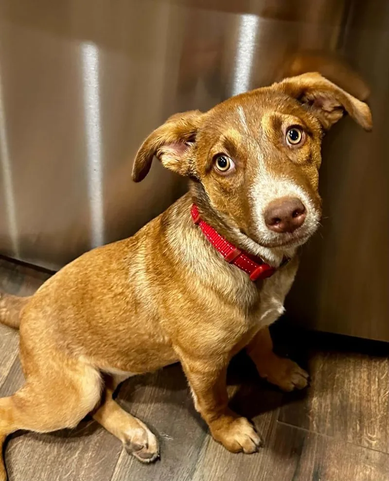 A baby medium-sized female Shepherd dog named Juni for adoption in Boulder, CO