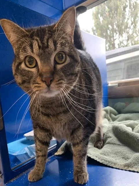 An adult small-sized female Domestic Short Hair cat named Buttercup for adoption in Westminster, MD