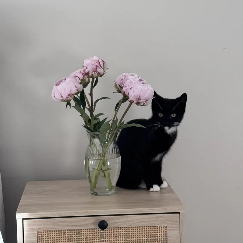 A baby small-sized male Black & White / Tuxedo Domestic Short Hair cat named Pickles for adoption in Nashville, TN