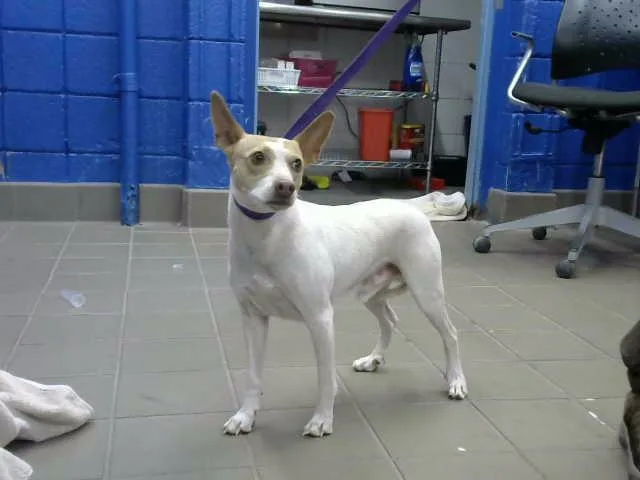 An adult medium-sized male Parson Russell Terrier dog named Rocky for adoption in Albuquerque, NM
