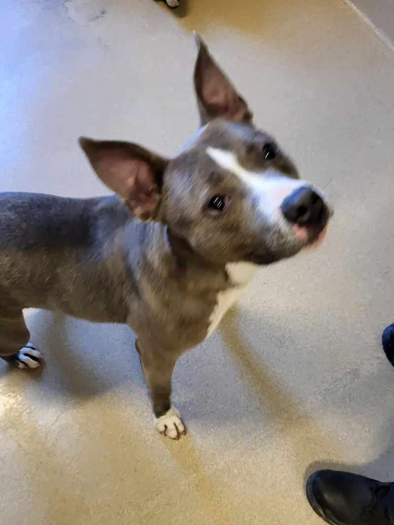 A baby medium-sized female Gray / Blue / Silver Bull Terrier dog named "kora" for adoption in Leavenworth, KS