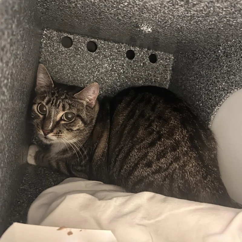 An adult medium-sized female Brown / Chocolate Domestic Short Hair cat named Cuddles for adoption in Birdsboro, PA