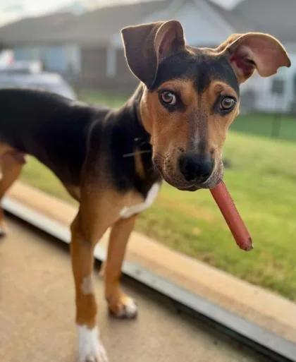 Biscuit