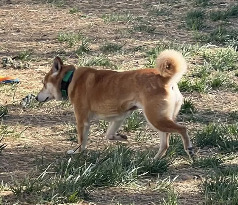 Foxie Girl thumbnail 3