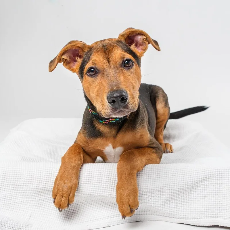 A baby small-sized male Brown / Chocolate Mixed Breed dog named Acorn for adoption in Palm Springs, CA