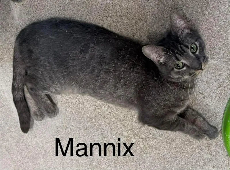 Mannix