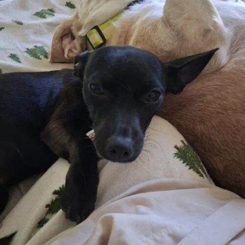 A baby small-sized female Black Chiweenie dog named Angie for adoption in Lincolnshire, IL