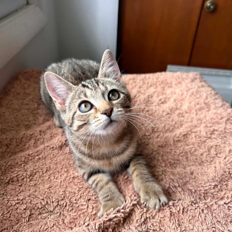 A baby small-sized female Torbie Domestic Short Hair cat named Thelma for adoption in Manheim, PA