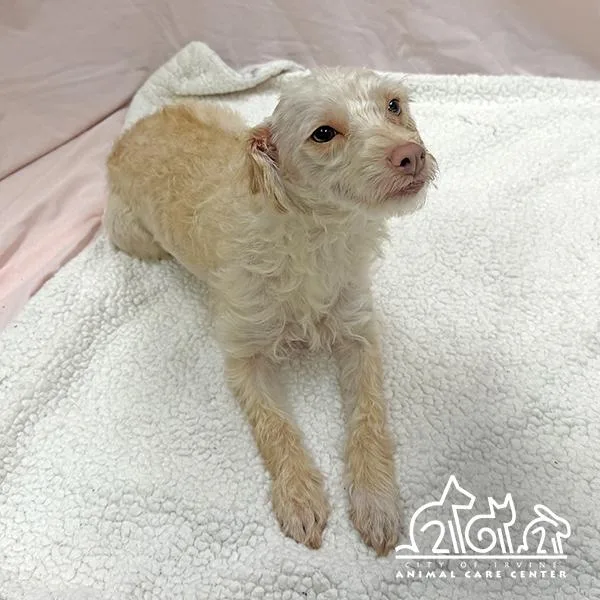 An adult small-sized female Parson Russell Terrier dog named Molly for adoption in Irvine, CA