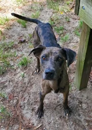 An adult large-sized male Mixed Breed dog named Rolly for adoption in Fort Walton Beach, FL