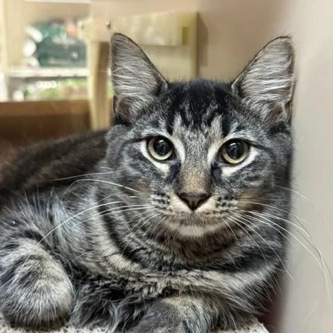 A baby medium-sized male Domestic Short Hair cat named Stormy for adoption in Richmond, VA