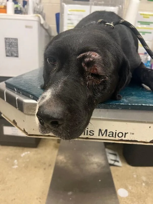 An adult medium-sized male Black Mixed Breed dog named Jones for adoption in Mobile, AL
